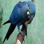 image of bird