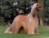 image of afghan_hound #30