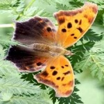 image of animal