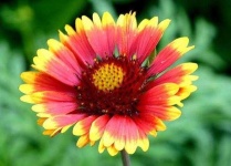 image of flower