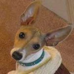 image of animal