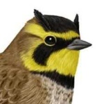 image of bird