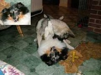 image of norwegian_elkhound