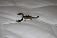 image of scorpion