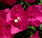 image of flower