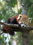 image of lesser_panda