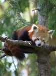 image of lesser_panda #20