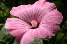 image of flower