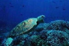 image of hawksbill