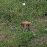 image of proboscis_monkey