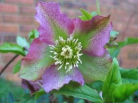 image of flower