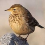 image of american_pipit #4