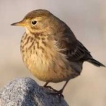 image of bird