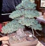 image of bonsai #24