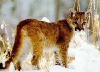 image of cougar_body