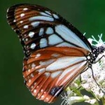 image of animal