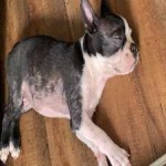 image of boston_terrier #9