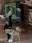 image of timber_wolf