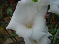image of flower