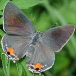 image of animal