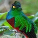 image of bird