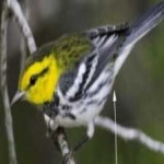image of bird