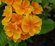image of flower