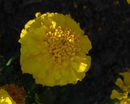 image of flower