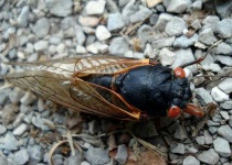 image of cicada