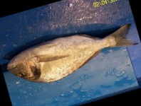 image of fish