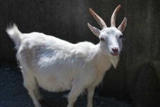image of animal