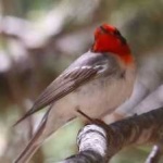 image of bird