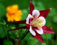 image of flower
