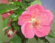 image of flower