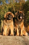 image of leonberg