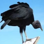 image of bird