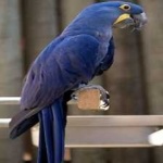 image of lears_macaw #10