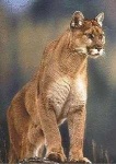 image of cougar_body