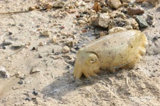 image of animal