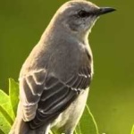 image of bird