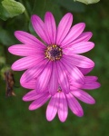 image of flower