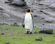 image of king_penguin #16