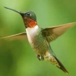 image of bird