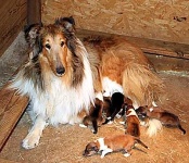 image of collie