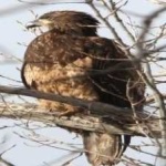 image of bird