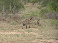 image of hyena