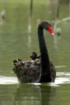 image of black_swan