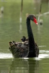 image of black_swan #14