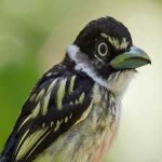 image of bird