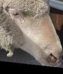 image of animal